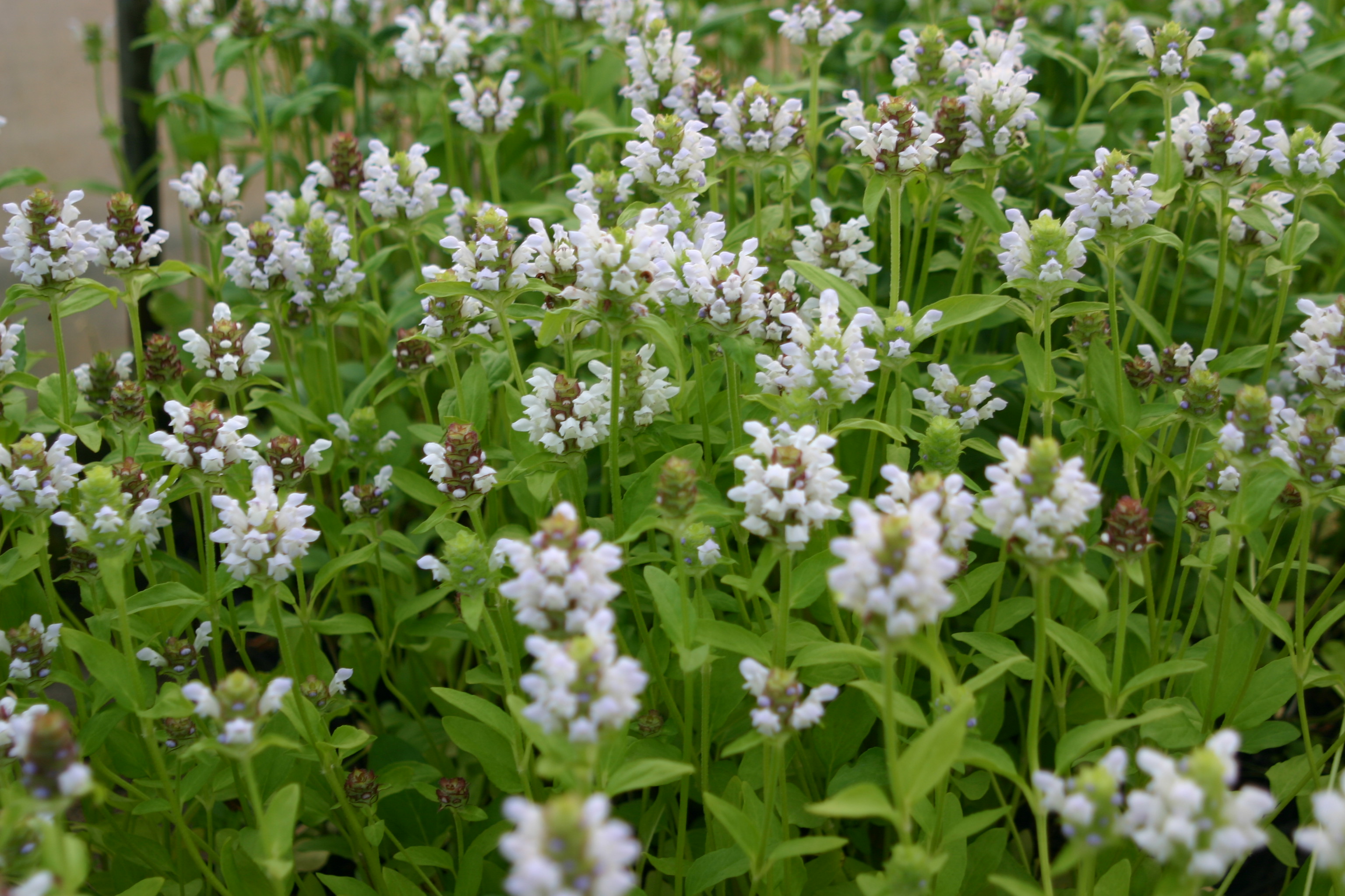 Prunella vulgaris for. albiflora
